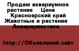 Продам аквариумное растение  › Цена ­ 50 - Красноярский край Животные и растения » Аквариумистика   